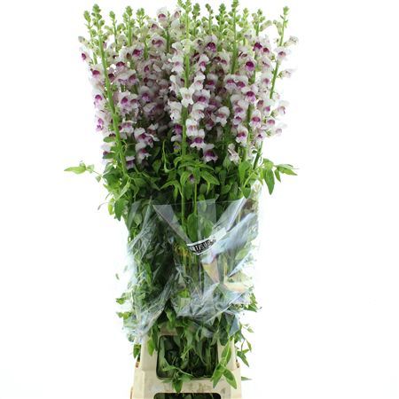 Antir Op Bicolour Pink Extra X L