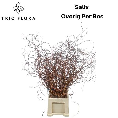 Salix Overig Per Bos