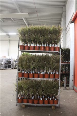 ** Dra Marg Bicolor 30-10 Cm****