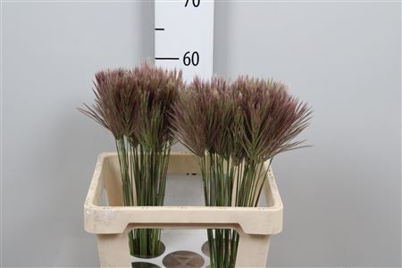 Chloris Roxburghiana