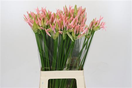 Nerine Vesta K