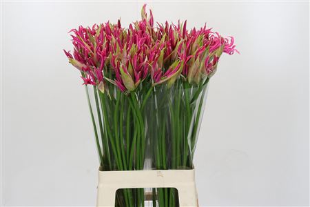 Nerine Alexandra