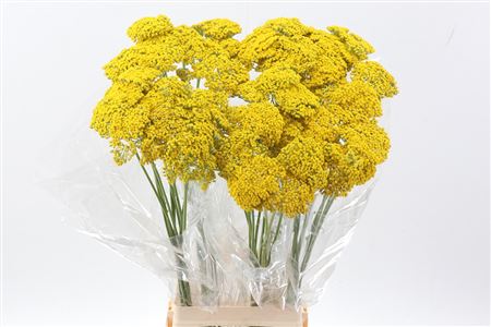 Achil F Park Variety