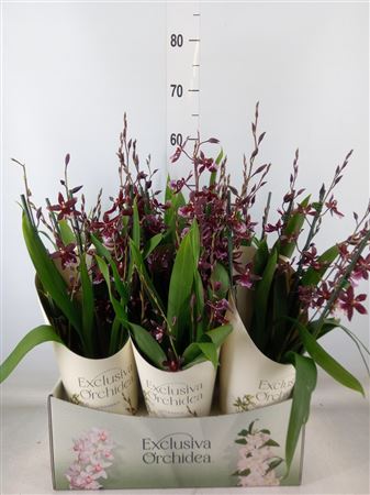 Burrageara 'barrocco Red' 7+ spike 'Exclusiva Orch