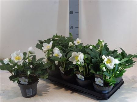 Hell Ni Chr Carol 5-6+++