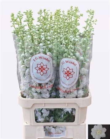 Delph Du Aurora Whit