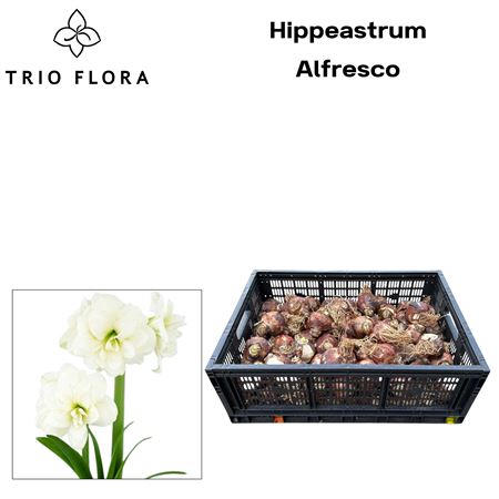 Hipp Bloembol Sonatini Eye Catcher