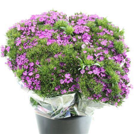 Di Barb Am Neon Purple