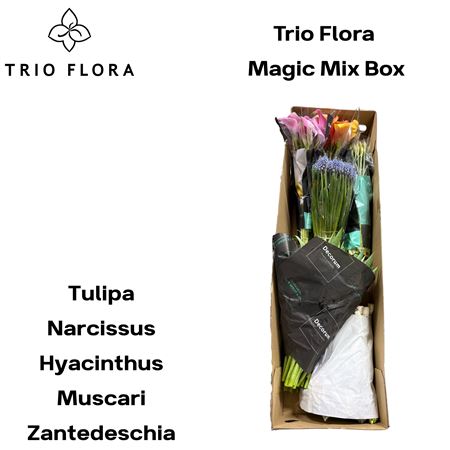 Snij Ov Samengev Par