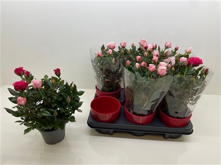 Ro Champagne Star Decopotten