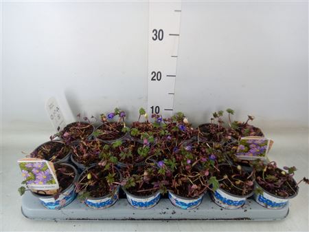 Anemone Blanda 'blue Shades' anemone blanda blue s