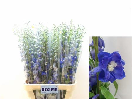 Delph Du C Bl Shades