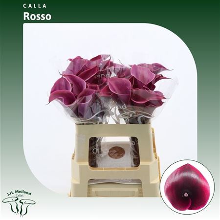 Calla Rosso