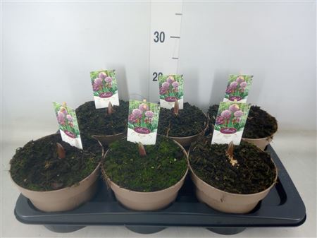 Allium ... Lucky Balloons + etiket