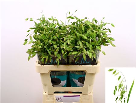 Chasmanthium Green