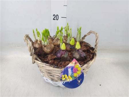 Arr. Bol/knolgewas L% Rieten mand