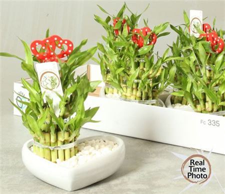 Dra Lucky Bamboo Hartvorm