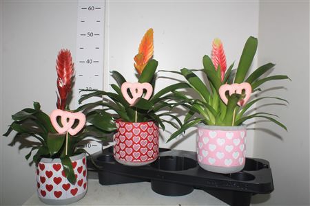 ** Vries Gem In Valentijnbloempot Met Een Hart **