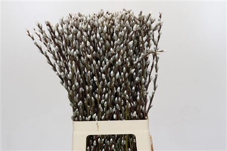 Salix Caprea Snow Flake Premium