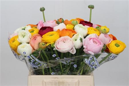 Ranunculus Clooney Rainbow Extra