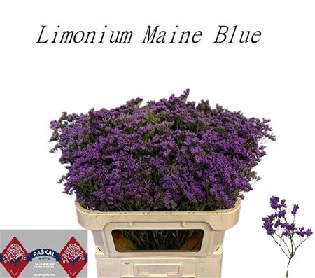 Lim Maine Blue