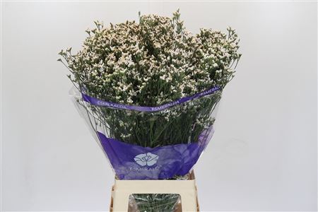 Limonium Sinensis White Diamond