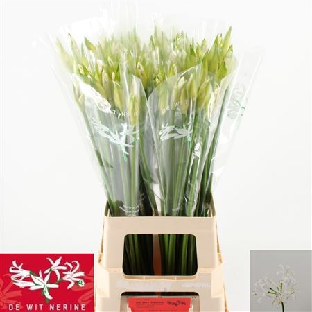 Nerine Bo Biancaneve