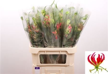 Gloriosa S Fifty Shades