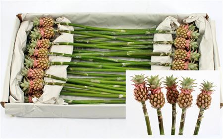 Ananas Baby Green