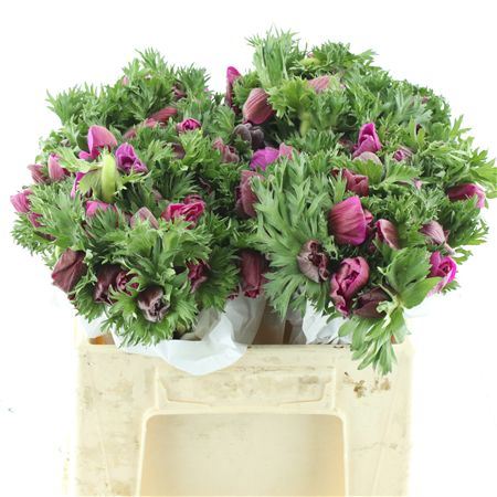 Anem Co Fstar B Cerise Super