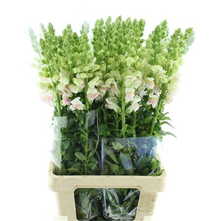 Antir Op Appleblossom