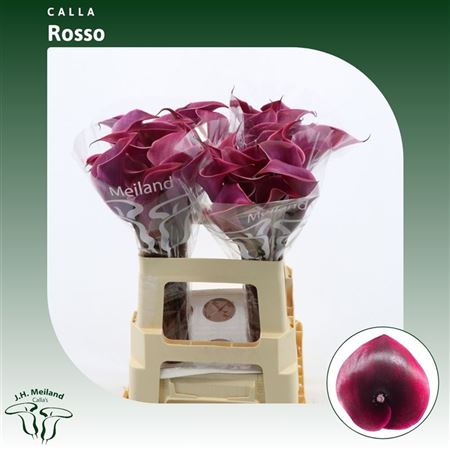 Calla Rosso
