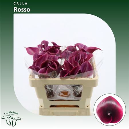 Calla Rosso