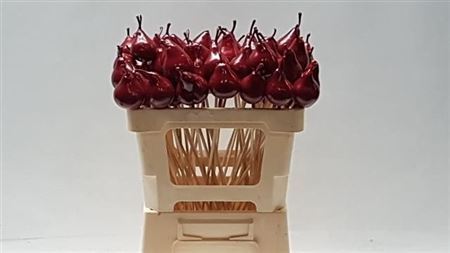 Wax Peer Op Stok Rood