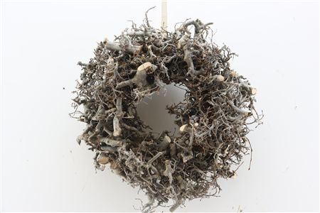 Wr Bonsai 30cm Natural