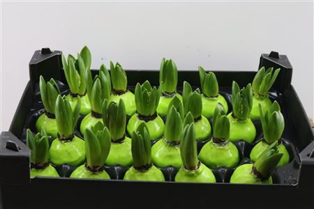 Wax Hyacinth Groen Mint