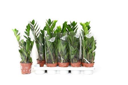 ** Zamio Zamiifolia 3+ * Spring Deal*