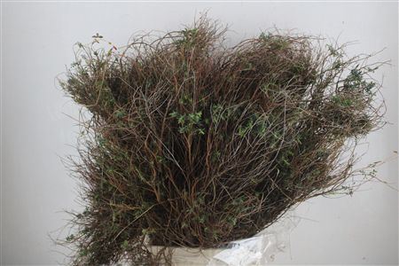 Euph Spinoza Long 500gr P Bunch