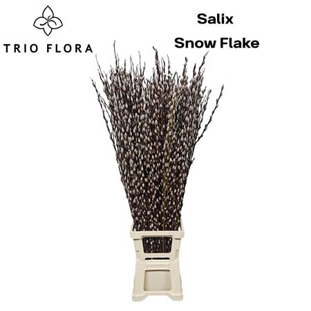 Salix Ca Snow Flake