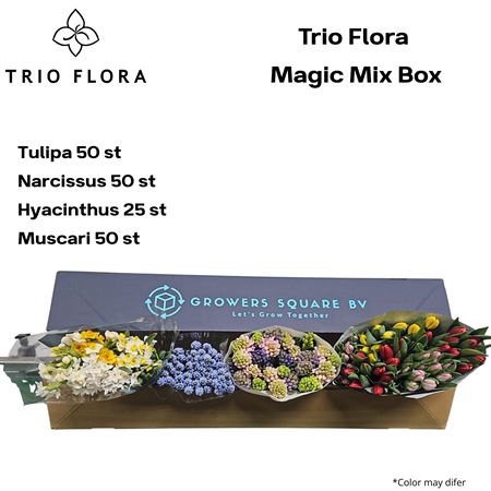 Snij Ov Samengev Par