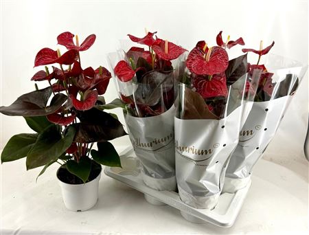 Anthu A Coral Champi