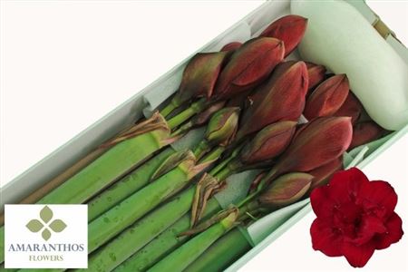 Hipp Dg Red Symphony