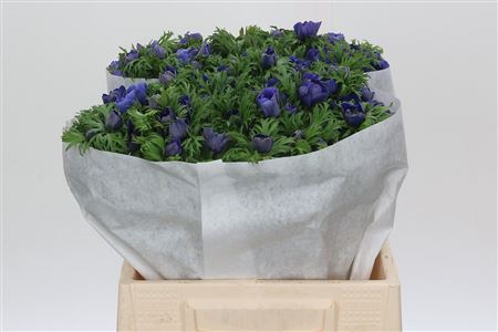 Anemone Levante Blue