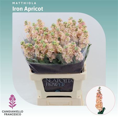 Matth Iron Apricot