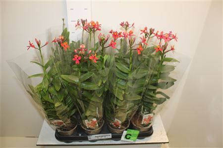 ** Epidendrum Orchid Red * Spring Deal*
