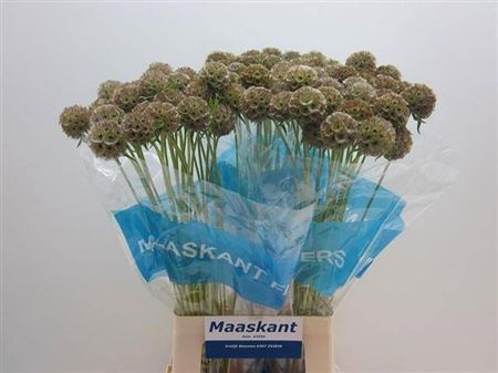 Scabiosa Stellata Zd