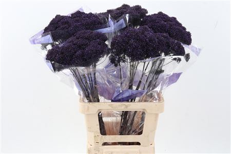 Trach Pu L Michigan Purple