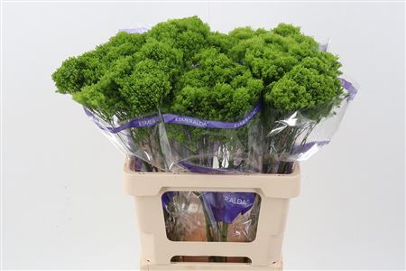 Trach Jade Green 70cm