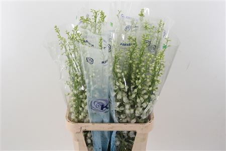 Delph Du C Wh Shades