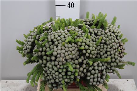 Kaaps Brunia Albiflora